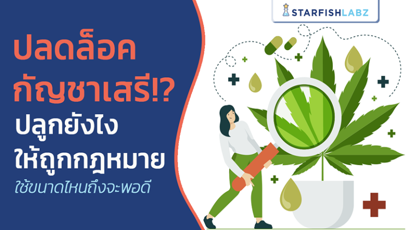 ปลดล็อคกัญชาเสรี!? ปลูกยังไงให้ถูกกฎหมาย ใช้ขนาดไหนถึงจะพอดี