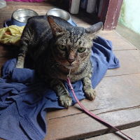 จารุวิทย์