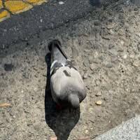 นางสาวกัลยา