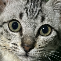 นายชาลี