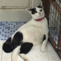 Phongsakorn