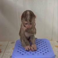 วิรัลพัชร