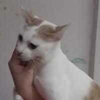 ชาคร คืนสันเทียะ