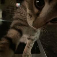 กุลธิดา