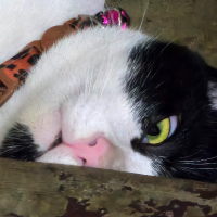 เตชสิทธิ์