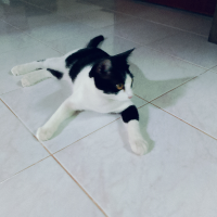 pae