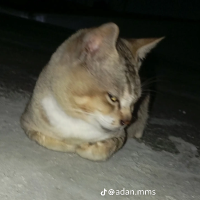 สิงโต