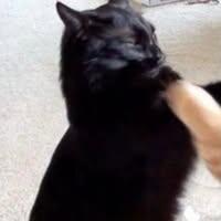 oat
